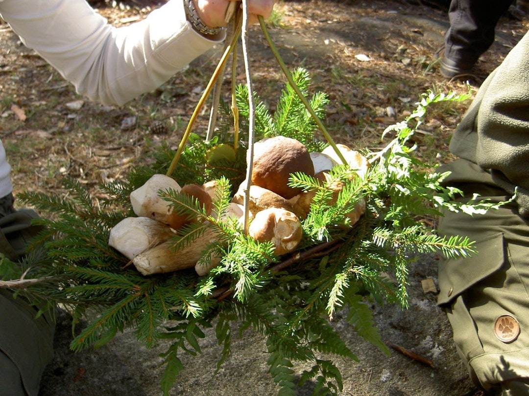 soppkurv av Hege Schultz Heireng soppkurv av Hege Schultz Heireng