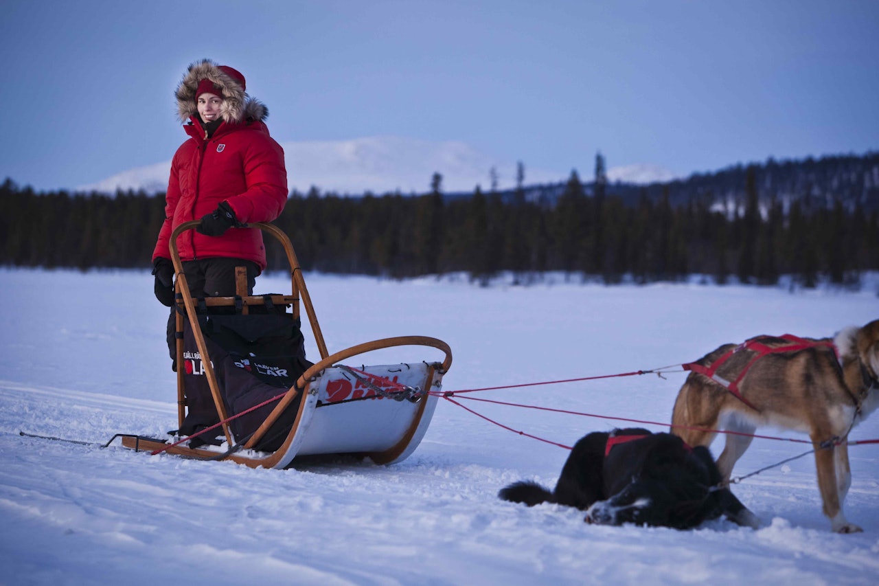 Foto: Håkan Wike/ Fjellrevenshop Foto: Håkan Wike/ Fjellrevenshop