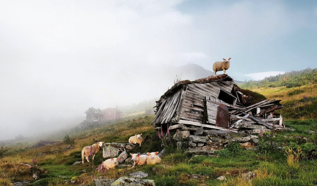 BÆRE BRA? Sauene klager ikke over forholdene til fjells. Men med så lite nedbør som i sommer, tenker jeg med bekymring på konsekvensene for bønder og dyr. Foto: Ingrid Grøvdal Røskar