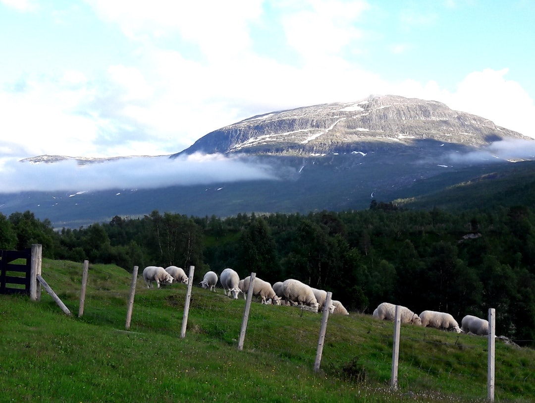 Skjermbilde 2018-07-13 kl. 00.35.50 Skjermbilde 2018-07-13 kl. 00.35.50