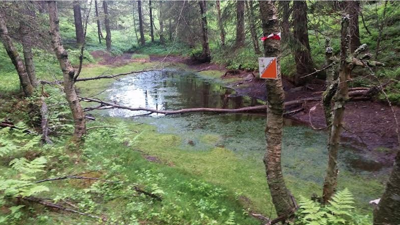 TURORIENTERING: Poster finner du overalt, på de merkeligste steder. Kanskje har du lagt merke til mange av disse i det siste?Foto: Nydalen SK turorientering