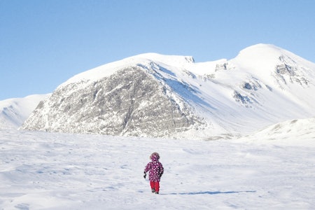 Aurora leter etter snøskavler til snøhula. I bakgrunnen "Svartnuten" som lever opp til navnet sitt foran Rondslottet og Vinjeronden som er til høyre. 