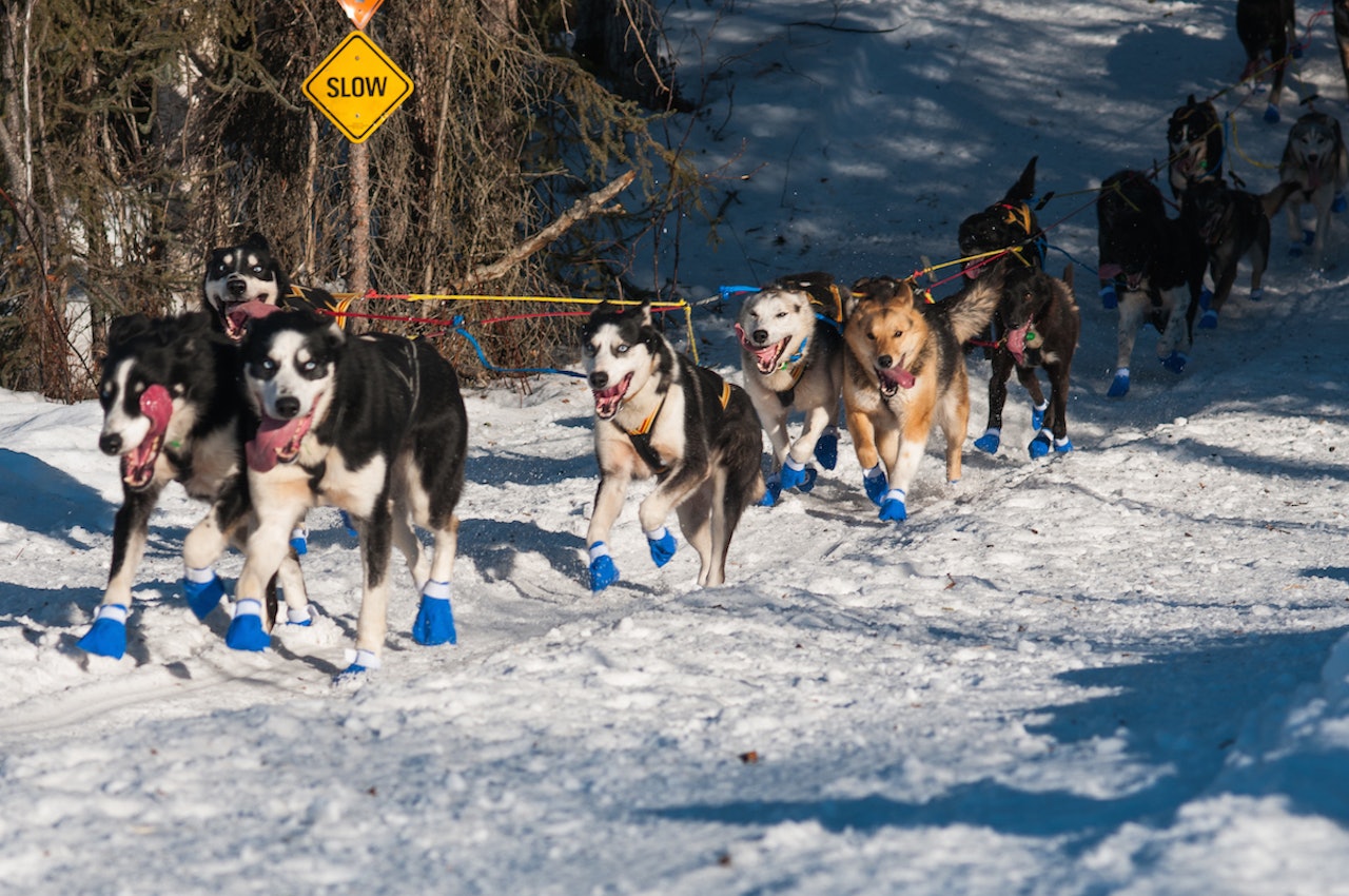 LAGSPORT: En rekke nordmenn er på plass med topptrente hunder i årets Iditarod. Foto: Kristine Nyborg