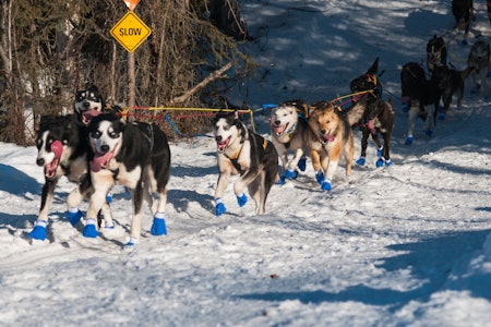 LAGSPORT: En rekke nordmenn er på plass med topptrente hunder i årets Iditarod. Foto: Kristine Nyborg