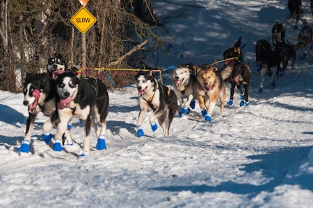 LAGSPORT: En rekke nordmenn er på plass med topptrente hunder i årets Iditarod. Foto: Kristine Nyborg LAGSPORT: En rekke nordmenn er på plass med topptrente hunder i årets Iditarod. Foto: Kristine Nyborg