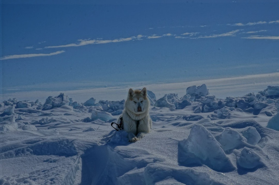 Menneskets beste venn: Ingen andre gjer Moa-hjertet meir lykkeleg enn ein polarklem frå ein polarhund. Ingen annan hund er meir rusta for ein slik tur. Ginger lånte me av ein inuittfamilie. Ho lev ute ned til minus 70 celsius grader om vinteren. Foto: Privat Nordvestspassasjen-1