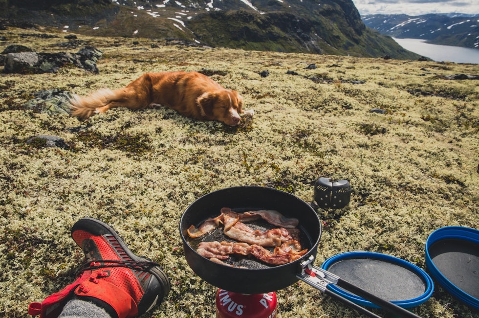 Eik ber til høgare makter om at han også skal få bacon til frukost. Foto: Line Hårklau
