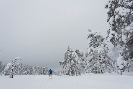 FY FLATE: Krokskogen spanderer langstrakte myrer og mer i vente rundt neste sving. Kan vi be om mer? Foto: Gunhild Aaslie Soldal langrenn på krokskogen