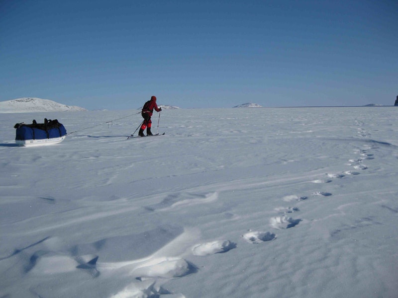 baffin_isbjorn baffin_isbjorn