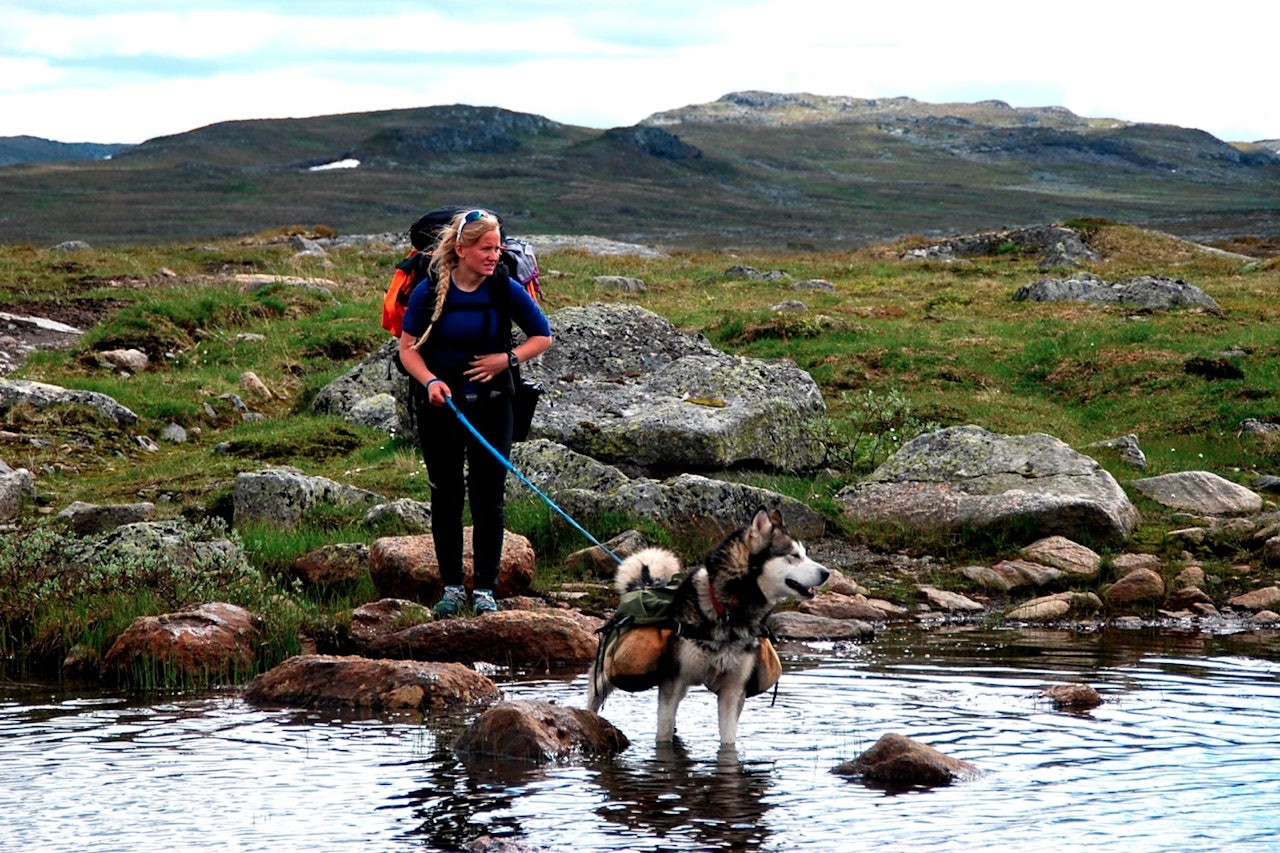 Tonje har alltid med seg hund på tur. Her med Maddox på Hardangervidda. Foto: Privat Tonje har alltid med seg hund på tur. Her med Maddox på Hardangervidda. Foto: Privat