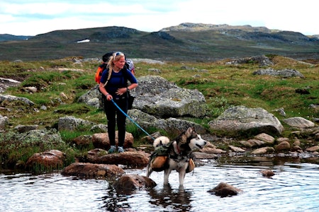 Tonje har alltid med seg hund på tur. Her med Maddox på Hardangervidda. Foto: Privat