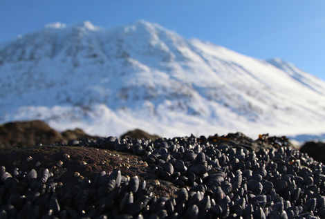 I Lyngen kan du suse ned fra høye fjelltopper, og helt til vannlinja. Skjermbilde 2015-05-13 kl. 16.59.18