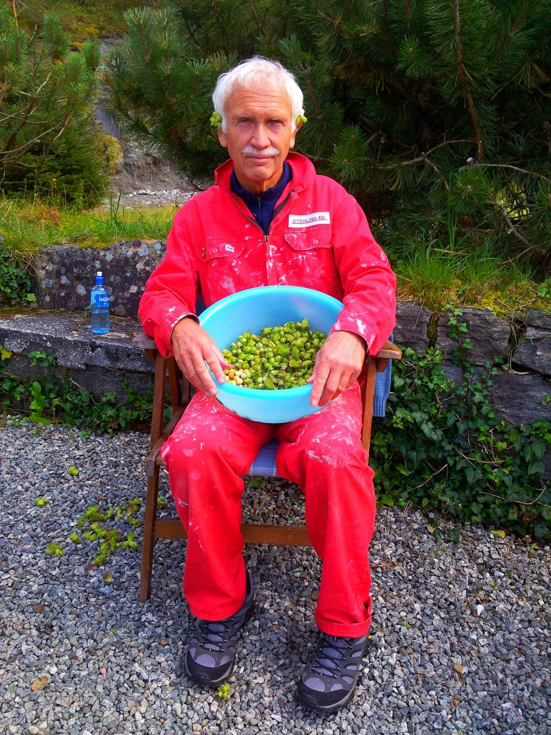 Pappa hasselnøtt Pappa hasselnøtt