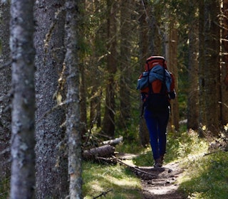 NORDMARKA PÅ LANGS: Blåsti betyr sommertrasé i Oslo-skogene. Foto: Magnus Utkilen nordmarka på langs