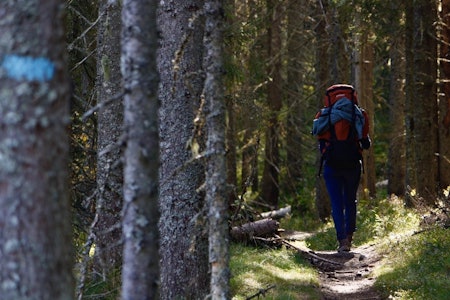 NORDMARKA PÅ LANGS: Blåsti betyr sommertrasé i Oslo-skogene. Foto: Magnus Utkilen nordmarka på langs