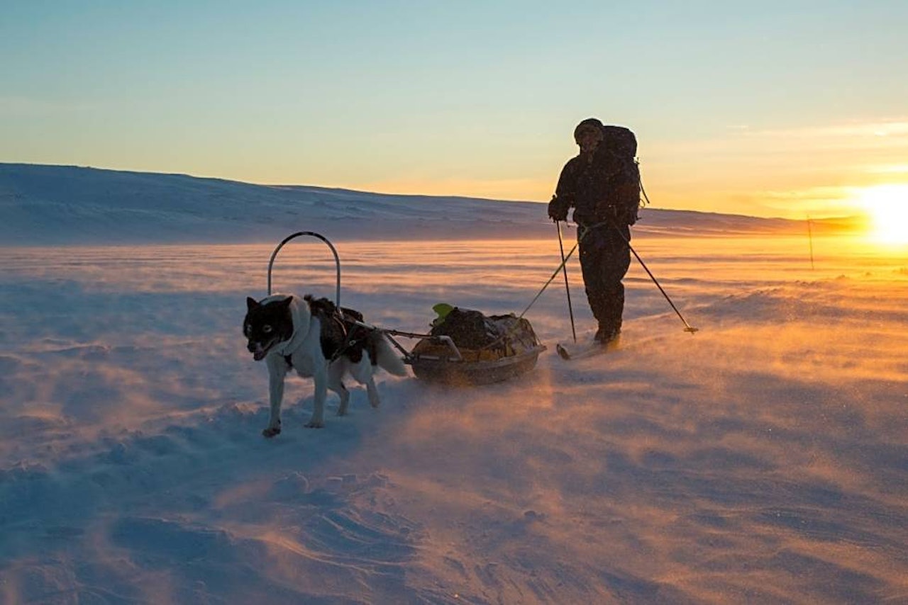 VIDDEKVELD: En januarkveld på Finnmarksvidda kjenner man godt en ekstra kjøleeffekten av en frisk bris inn fra siden. Foto: Randulf Valle  Fjellski Sledehund