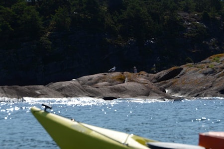 FERDSELSFORBUD: Hekkende fugler trenger å få være i fred, oppfordrer Miljødirektoratet. Foto: Sandra Lappegård FRILUFTSLIV
