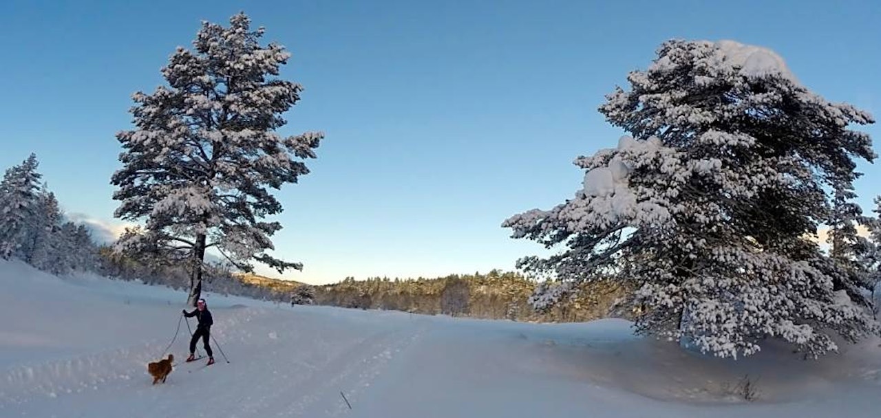 Rauland skisenter langrenn tur guide