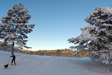 Skogsløypene ligger skjermet til de dagene nordavinden rår.  Rauland skisenter langrenn tur guide