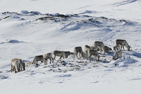 BER FRILUFTSLIVET TA HENSYN: Det blir færre kvistete løyper på Hardangervidda i vinter, med mål om å redusere skrantesjuke. Foto: Olav Strand/Nina villrein på hardangervidda