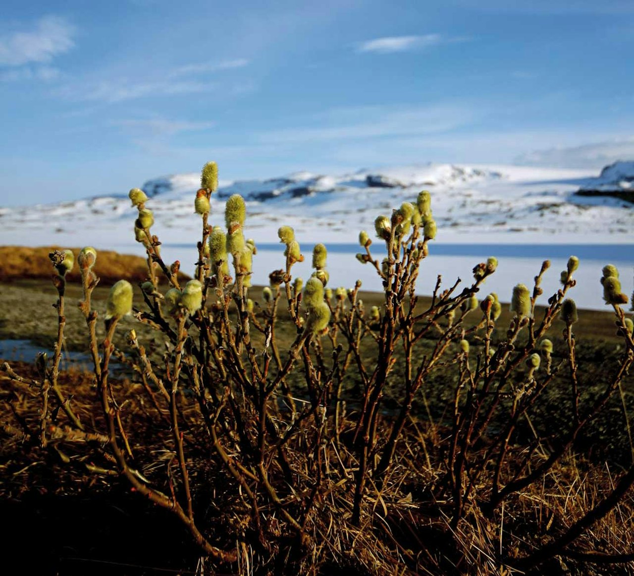 hardangervidda fjellski