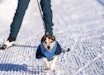 INGEN BEGRENSNING: Bruk den hunden du har! Selv den minste og mest utradisjonelle hunderasen kan bli en god trekkhund. Foto: Therese Norman Andersen hundekjøring med liten hund