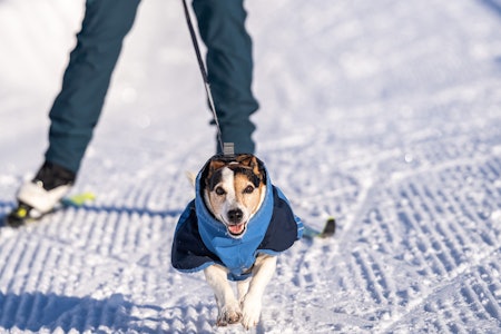 INGEN BEGRENSNING: Bruk den hunden du har! Selv den minste og mest utradisjonelle hunderasen kan bli en god trekkhund. Foto: Therese Norman Andersen hundekjøring med liten hund