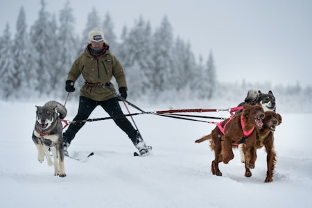 LØPEGLEDE: Alle raser kan du snørekjøre med. Alt de trenger er lysten til å løpe. Foto: Therese Norman Andersen hundekjøring for nybegynnere