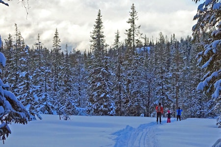 Det meste av løypenettet blir kjørt opp med stor løypemaskin, men det er også noen løyper som blir kjørt opp med snøscooter. Foto: Erlend Larsen Øyfjell langrenn tur guide