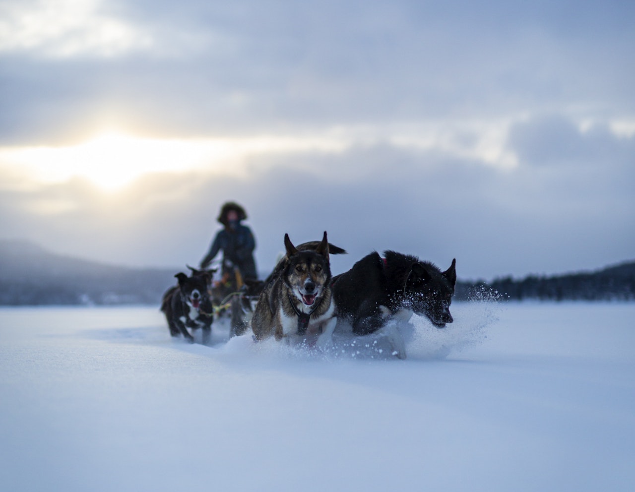 finnmarksløpet 2021 korona 