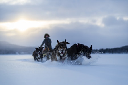 LØSSNØKJØRING: Tørr snø og godt driv. Gamlemor Pakea er i kjempeform og leder an sammen med den unge lovende Kayser. Foto: Marte Stensland Jørgensen  finnmarksløpet 2021 korona