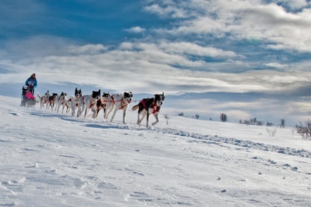 FINNMARKSLØPET: Ingen turer over «hundevidda» er lik, og for hundekjørere noe av det største løpet å delta i. Foto: Geir Stian Larsen finnmarksløpet