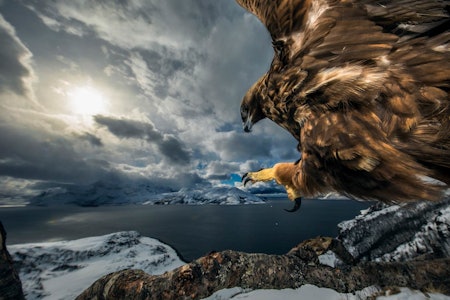 KONGEØRN: Inn for landing. Det tok tre år for naturfotografen å fange dette bildet. Foto: Audun Rikardsen KONGEØRN: Inn for landing. Det tok tre år for naturfotografen å fange dette bildet. Foto: Audun Rikardsen
