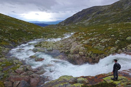 Vannet strømmer ned fra Hardangervidda til innsjøen Totak. Foto: Erlend Larsen Elv ned fra hardangervidda