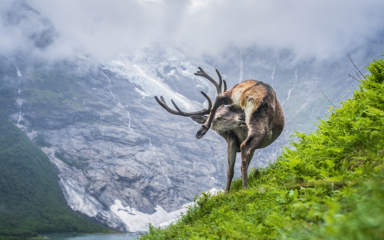 ÅRETS NATURBILDE: Med bildet «Hjortevask» tok fotograf Vegard Aasen seieren i NM i naturfoto. En bukk tar morgenvasken, uten å bry seg om kameraet. vegard aasen naturfotograf