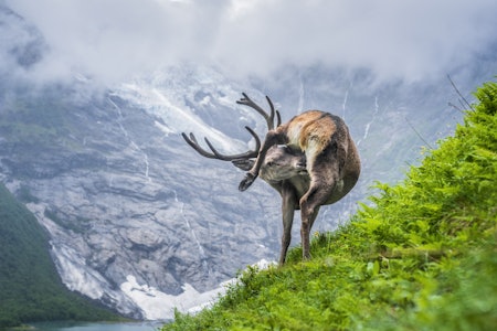 ÅRETS NATURBILDE: Med bildet «Hjortevask» tok fotograf Vegard Aasen seieren i NM i naturfoto. En bukk tar morgenvasken, uten å bry seg om kameraet. vegard aasen naturfotograf