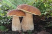 Steinsoppen, Porcini, "Den Ekte Sopp", Karljohanssopp, eller "Ekornbrød". Boletus Edulis er en vinner uansett hva du kaller den. Foto: Wikimedia Commons Boletus Edulis steinsopp