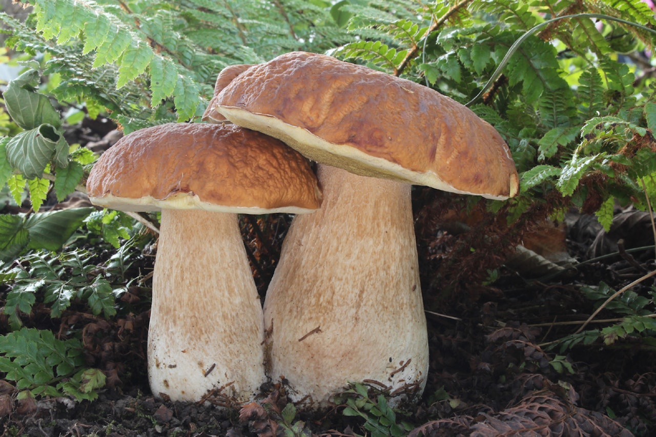 Steinsoppen, Porcini, "Den Ekte Sopp", Karljohanssopp, eller "Ekornbrød". Boletus Edulis er en vinner uansett hva du kaller den. Foto: Wikimedia Commons Boletus Edulis steinsopp