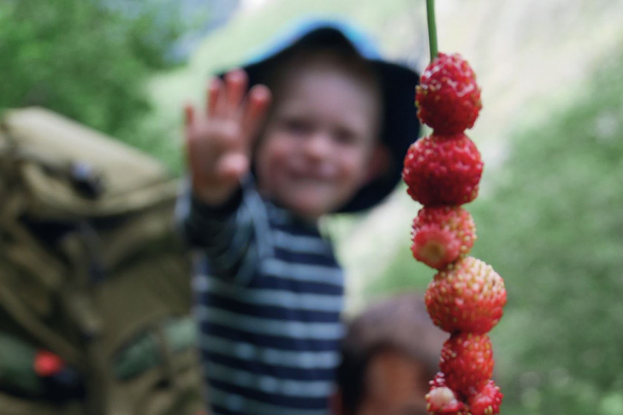 markjordbær sanking plukke bær med barn
