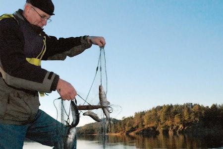 Fra det spesielle lagesildfisket i Vestre Grimevann. Mer vanlig for padlere og fiskere er det å få ørret, og fiskekortene i vannet er landets billigste! Foto: Torolf Kroglund/Lillesands-Posten Fra det spesielle lagesildfisket i Vestre Grimevann. Mer vanlig for padlere og fiskere er det å få ørret, og fiskekortene i vannet er landets billigste! Foto: Torolf Kroglund/Lillesands-Posten