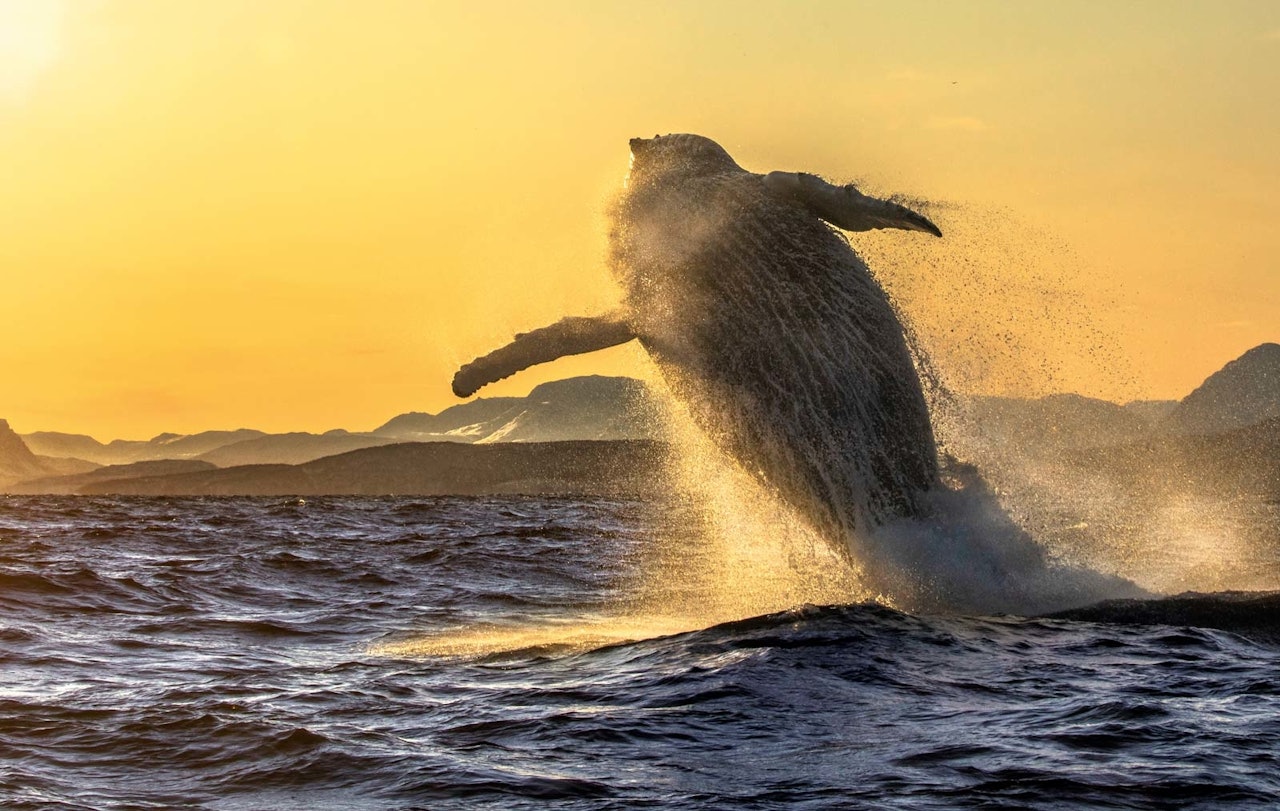 HOPPPENDE KNØLHVAL: For meg startet det hele svært spektakulært, da den første knølkvalen vi møtte ga oss et fantastisk show som varte i knappe to sekunder. Foto: Audun Rikardsen Hoppende knølhval foto audun rikardsen
