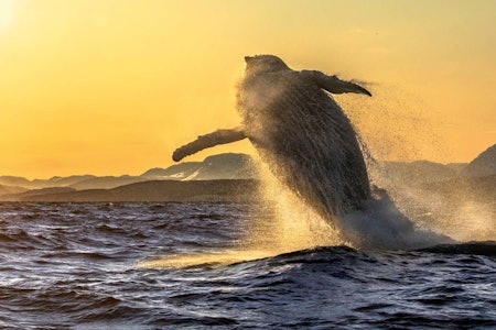 HOPPPENDE KNØLHVAL: For meg startet det hele svært spektakulært, da den første knølkvalen vi møtte ga oss et fantastisk show som varte i knappe to sekunder. Foto: Audun Rikardsen Hoppende knølhval foto audun rikardsen