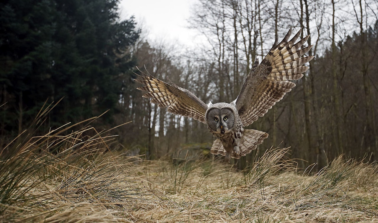 Tom Schandy er en av flere fotografer som arbeider tett på den norske naturen og som tirsdag står på scenen i Oslo for å fortelle om utfordringer artene står ovenfor. Foto: Tom Schandy Tom Schandy er en av flere fotografer som arbeider tett på den norske naturen og som tirsdag står på scenen i Oslo for å fortelle om utfordringer artene står ovenfor. Foto: Tom Schandy