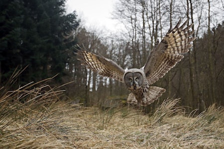 Tom Schandy er en av flere fotografer som arbeider tett på den norske naturen og som tirsdag står på scenen i Oslo for å fortelle om utfordringer artene står ovenfor. Foto: Tom Schandy Tom Schandy er en av flere fotografer som arbeider tett på den norske naturen og som tirsdag står på scenen i Oslo for å fortelle om utfordringer artene står ovenfor. Foto: Tom Schandy