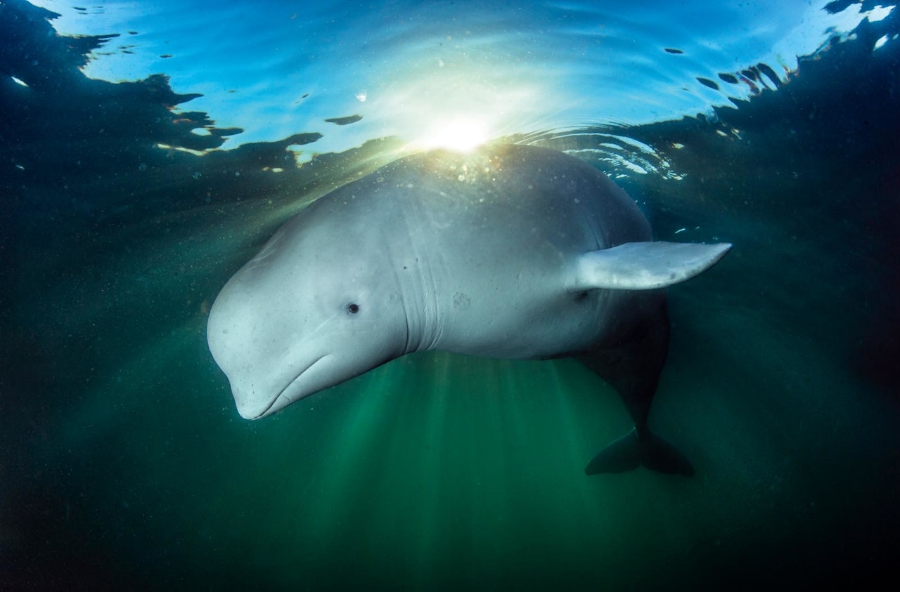 HVALDIMIR: Spekulasjonene verserte lenge om hvor den kom fra og hva den var brukt til, men vi vet nå at den russiske marinen i Murmansk har trent slike kvaler, og det er nettopp herfra den rømte en måned før den dukket opp i Finnmark.Foto: Audun Rikardsen HVALDIMIR: Spekulasjonene verserte lenge om hvor den kom fra og hva den var brukt til, men vi vet nå at den russiske marinen i Murmansk har trent slike kvaler, og det er nettopp herfra den rømte en måned før den dukket opp i Finnmark.Foto: Audun Rikardsen