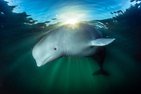 HVALDIMIR: Spekulasjonene verserte lenge om hvor den kom fra og hva den var brukt til, men vi vet nå at den russiske marinen i Murmansk har trent slike kvaler, og det er nettopp herfra den rømte en måned før den dukket opp i Finnmark.Foto: Audun Rikardsen HVALDIMIR: Spekulasjonene verserte lenge om hvor den kom fra og hva den var brukt til, men vi vet nå at den russiske marinen i Murmansk har trent slike kvaler, og det er nettopp herfra den rømte en måned før den dukket opp i Finnmark.Foto: Audun Rikardsen