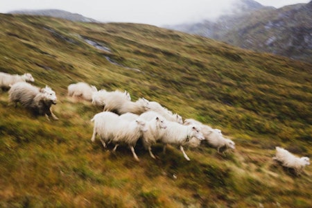 SAU I FJELLET: Våre firbeinte venner er viktige dyr, for både mat, klær og for landskap som er i ferd med å gro igjen. Foto: Line Hårklau sau i fjellet Nils Faarlund line harklau