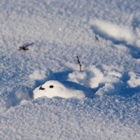 FJELLRYPE: Rypa finner også ly i snøen. Om kvelden graver den seg ned i dokk. Foto: Lars Krempig