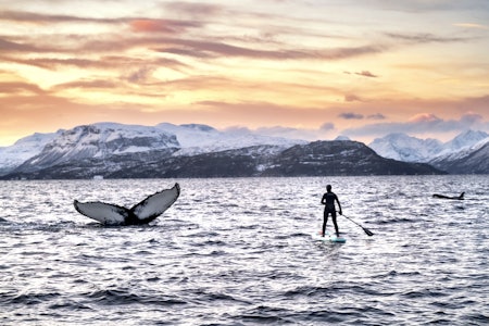 GIGANT: På et SUP brett ved siden av halefinnen til knølhval blir man temmelig liten. Foto: Tommy Simonsen sup og knølhval