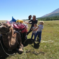 Forberedelser av kamelen i Mongolia.